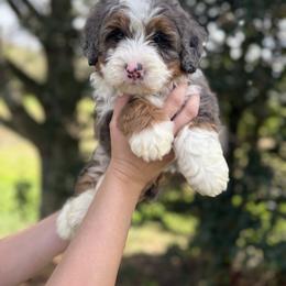 Opal - Blue merle female Bernedoodle puppy in Ashland, Kentucky from Still Waters Farm