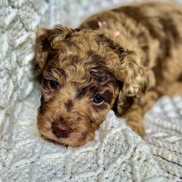 Heart - Merle female Goldendoodle puppy in Stockton, California from Port City Doodles