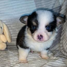 Jack - Black and tan male Pembroke Welsh Corgi puppy in New Hampshire from Muddy Paws Corgis