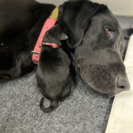 Labrador Retriever Puppies from Brush Creek Retrievers