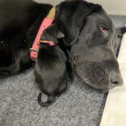 Labrador Retriever Puppies from Brush Creek Retrievers