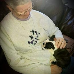 Boston Terrier Puppies from Big Sky Bostons