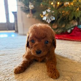 Lime Collar Boy - Red  male Goldendoodle puppy in Meridian, Mississippi from Magnolia Poodles and Doodles