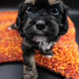 Cavalier King Charles Spaniel, Cavapoo, Havanese, and Havapoo Puppies from Grayfinn House