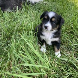 Miniature Australian Shepherd Puppies from Fancy Creek Mini Aussies