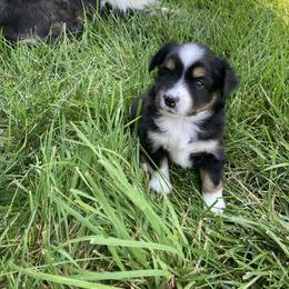 Miniature Australian Shepherd Puppies from Fancy Creek Mini Aussies