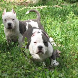 American Bully Puppies from Stacey Criswell