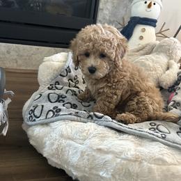 Goldendoodle and Maltipoo Puppies from Jessica's  Goldendoodle’s