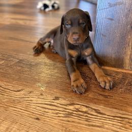 Black collar Male - Red and rust male Doberman Pinscher puppy in Madison, Indiana from Jensen Dobermans and Dachshunds