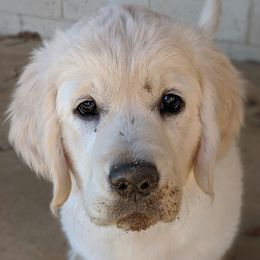 Golden Retrievers from Rambling Rose Retrievers