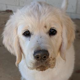 Golden Retrievers from Rambling Rose Retrievers