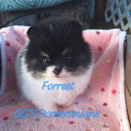 Forest - Black parti male Pomeranian puppy in Oologah, Oklahoma from GG's Pomeranians