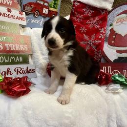 Border Collie and Jack Russell Terrier Puppies from CP FARMS BORDER COLLIES N JACKS CORP