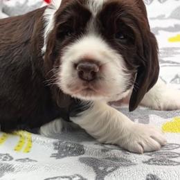 Male Liver Tri-  Spice-red - Liver white and tan male English Springer Spaniel puppy in Pacific, Washington from Kaveman Springers