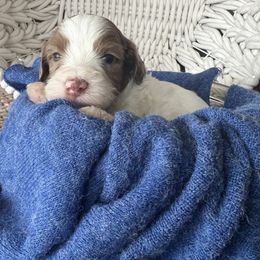 Disco Darlings - Funk - Merle male Bernedoodle puppy in Charleston, South Carolina from Palm Belle Doodles