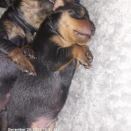 Miniature Pinscher puppies from Mad MinPin House of Illinois