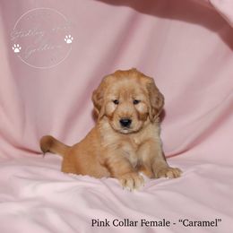 Golden Retriever Puppies from Studley Hill Goldens, LLC.