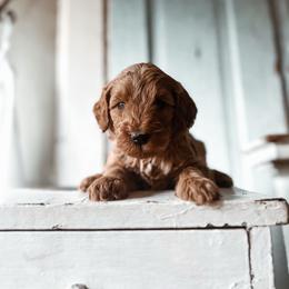 Cinder - Red  male Goldendoodle puppy in Shingle Springs, California from Kindred Oak Goldendoodles