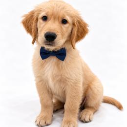 Rocky Road - Golden male Golden Retriever puppy in Chicago, Illinois from Urbane Retrievers