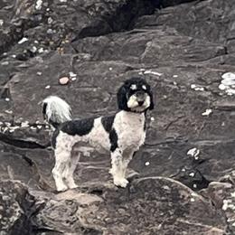 Rip - Bernedoodle