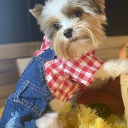 Biewer Terriers and Havanese from Country Sweet Havanese and Bee Happy Biewers