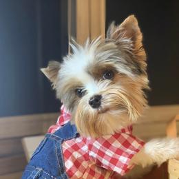 Biewer Terriers and Havanese from Country Sweet Havanese and Bee Happy Biewers