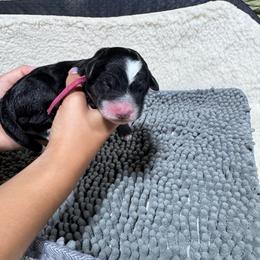 Strawberry - Tri-color female Bernedoodle puppy in Carmichaels, Pennsylvania from JensenBelle Doodles