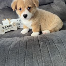 Sweetheart - Red female Pembroke Welsh Corgi puppy in Stuart, Iowa from Johnson Family Corgis and more