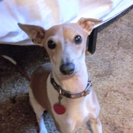 Fry or little man - Italian Greyhound