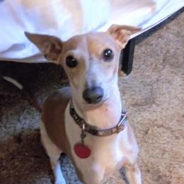 Fry or little man - Italian Greyhound