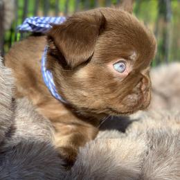 Randy Savage - Liver male French Bulldog puppy in Minneapolis, Minnesota from Flyazz Frenchies Kennels