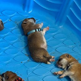 Okinao - Red male Japanese Akitainu puppy in Hubert, North Carolina from Miyo Ken