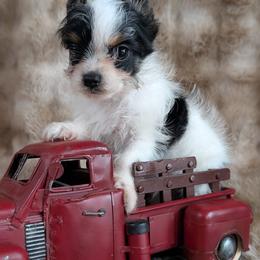 Boy 1 - male Yorkshire Terrier puppy in Twin City, Georgia from Cypress Creek Yorkies