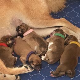 Cassius - red collar - Red male Shiba Inu puppy in Inverness, Florida from Shore Thing Shiba’s