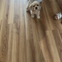 Cocker Spaniel Puppies from Bella Mia Cockers