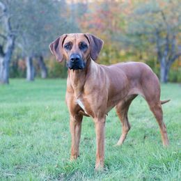 Nova - Rhodesian Ridgeback