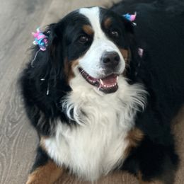 Mollie - Bernese Mountain Dog