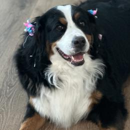 Mollie - Bernese Mountain Dog