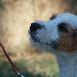 Jack Russell Terriers from Diggin West Jack Russells