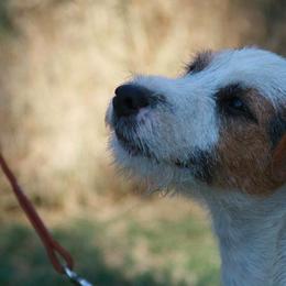 Jack Russell Terriers from Diggin West Jack Russells