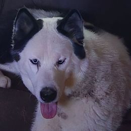 Boy TROOPER  D - Black and white Siberian Husky puppy in Starks, Louisiana from Southland Husky Kennels LLC.