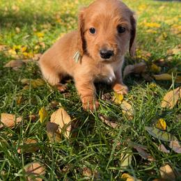 Girl 3 - Red female Dachshund puppy in Terreton, Idaho from BM Mini Doxies