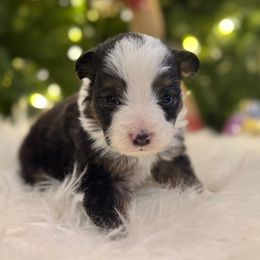 Dixie - Black tri female Miniature American Shepherd puppy in Ash Grove, Missouri from 3 Barrels Farms, LLC