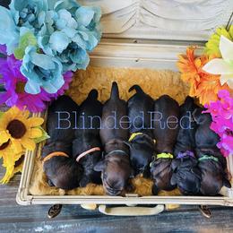 Dachshund and Poodle Puppies from Southbound Kennel