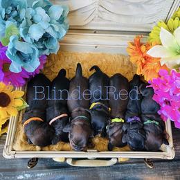 Dachshund and Poodle Puppies from Southbound Kennel