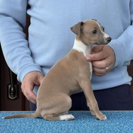 Boy 1 - Blue fawn male Italian Greyhound puppy in Sugar Valley, Georgia from Pinnacle Farm and Kennel