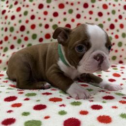 Trotter (Green Collar) - Red male Boston Terrier puppy in Hanover, Pennsylvania from Eastview Boston Terriers