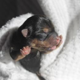 Chicketta - Black and tan female Norwich Terrier puppy in Groesbeck, Texas from Ranch 4M