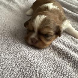 Evie - Red and tan female Shih Tzu puppy in Temple, Pennsylvania from Kathy Diego's Shih Tzus