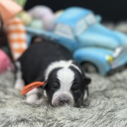 Pride - Black tri female Miniature Australian Shepherd puppy in Missouri from Country Legends Aussies & Corgis